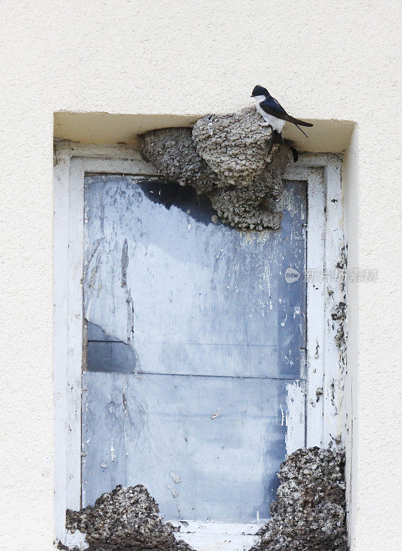 住宅马丁(Delichon urbicum)由Nest设计